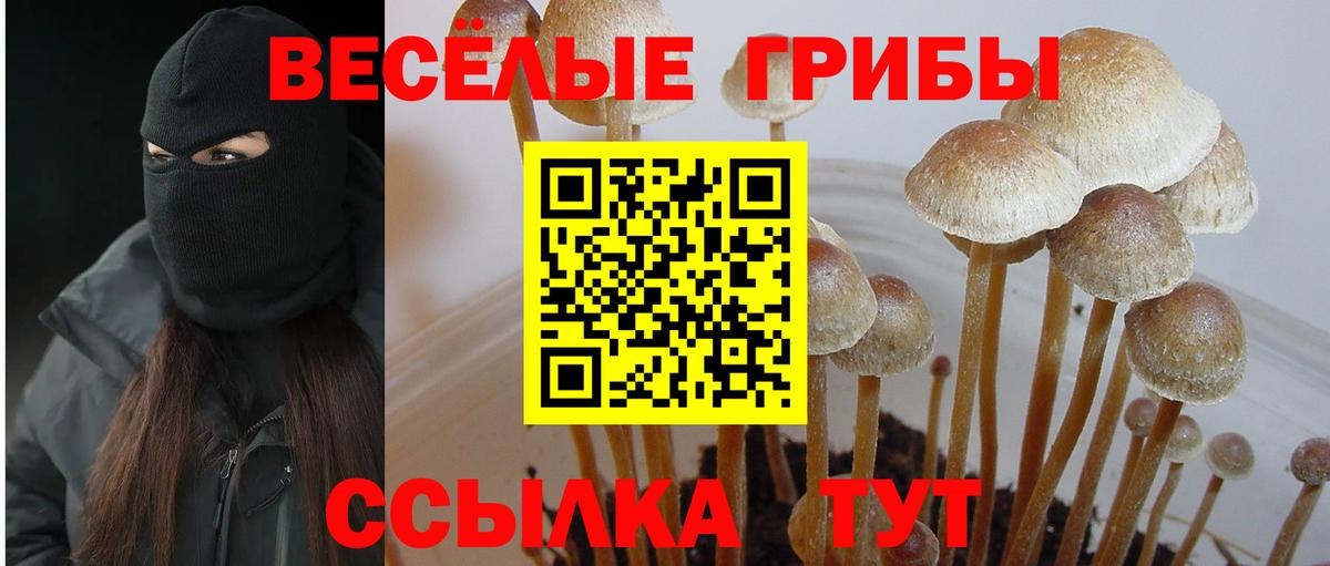 Галлюциногенные грибы Cubensis  Галлюциногенные грибы Psilocybine cubensis  Вход с VPN  Нальчик 